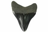 Serrated, Fossil Megalodon Tooth #129982-1